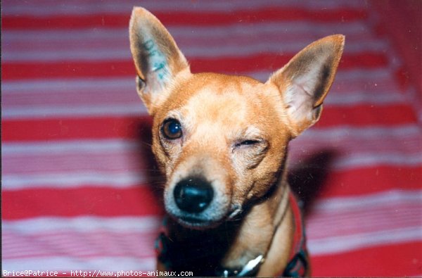 Photo de Pinscher nain