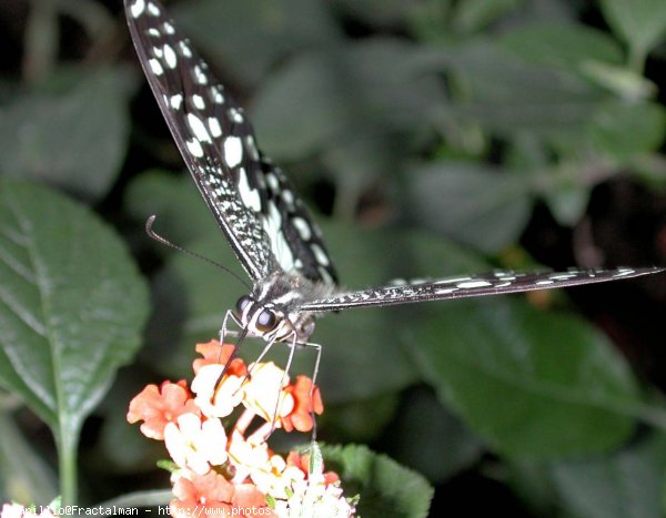 Photo de Papillon