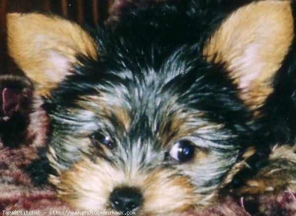 Photo de Yorkshire terrier