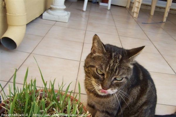 Photo de Chat domestique