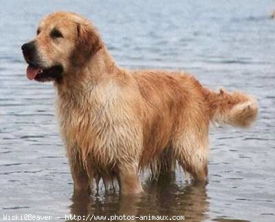 Photo de Golden retriever