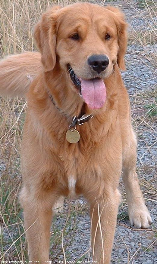 Photo de Golden retriever