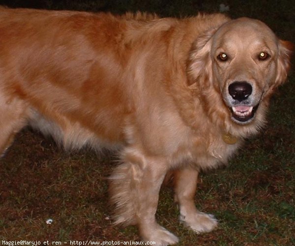 Photo de Golden retriever