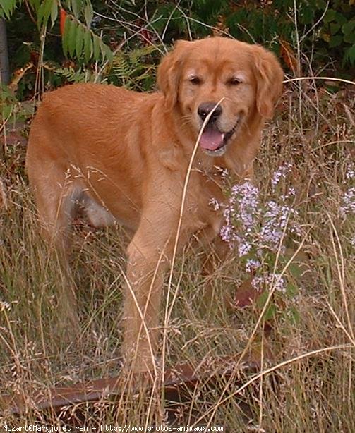 Photo de Golden retriever