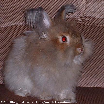 Photo de Lapin