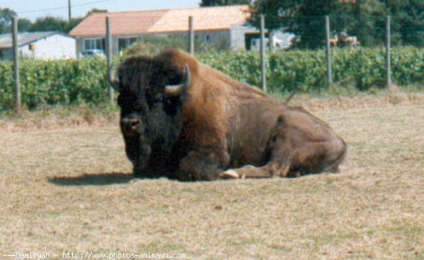 Photo de Bison