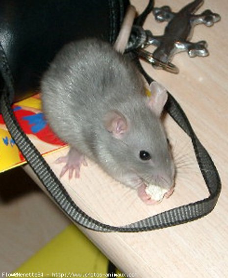 Photo de Rat