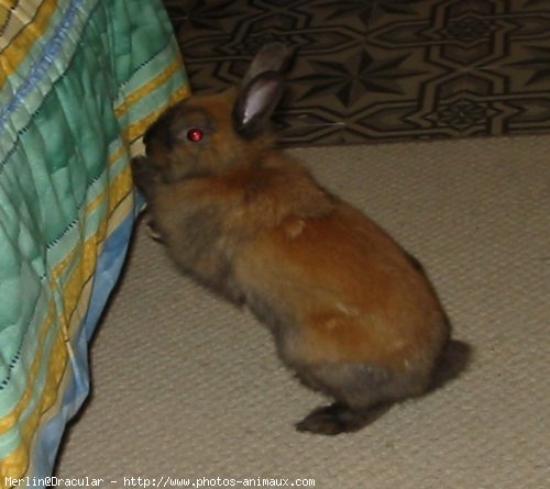 Photo de Lapin