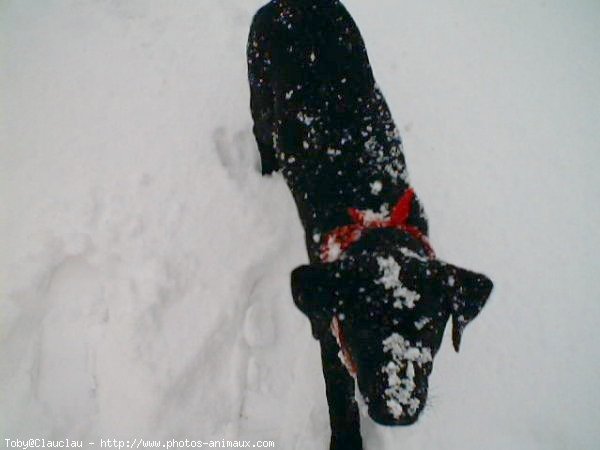 Photo de Labrador retriever