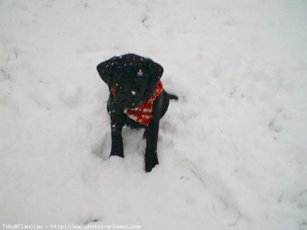 Photo de Labrador retriever