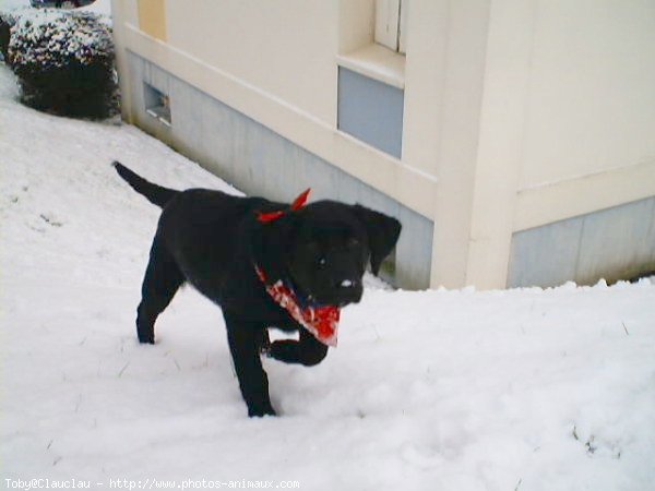 Photo de Labrador retriever