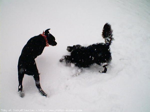 Photo de Labrador retriever