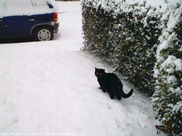 Photo de Chat domestique