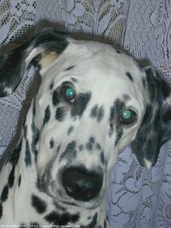 Photo de Dalmatien