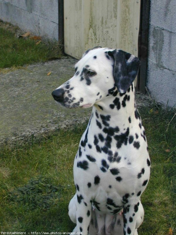 Photo de Dalmatien