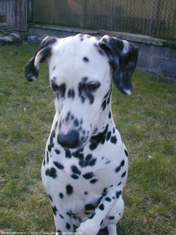 Photo de Dalmatien