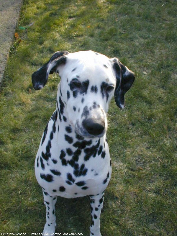 Photo de Dalmatien