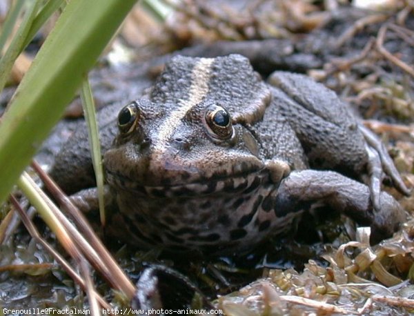 Photo de Grenouille