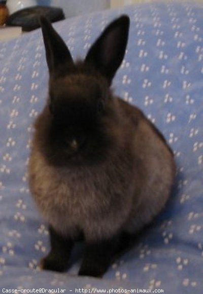 Photo de Lapin