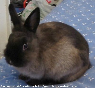 Photo de Lapin