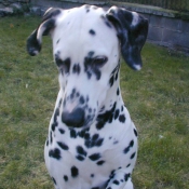 Photo de Dalmatien