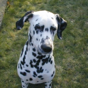 Photo de Dalmatien