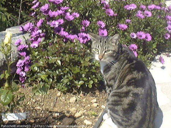 Photo de Chat domestique