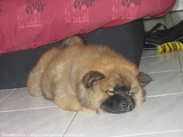 Photo de Chow chow