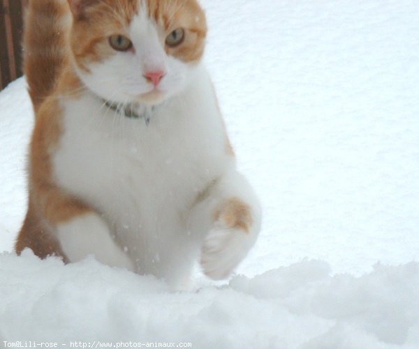 Photo de Chat domestique