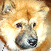 Photo de Chow chow