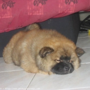 Photo de Chow chow