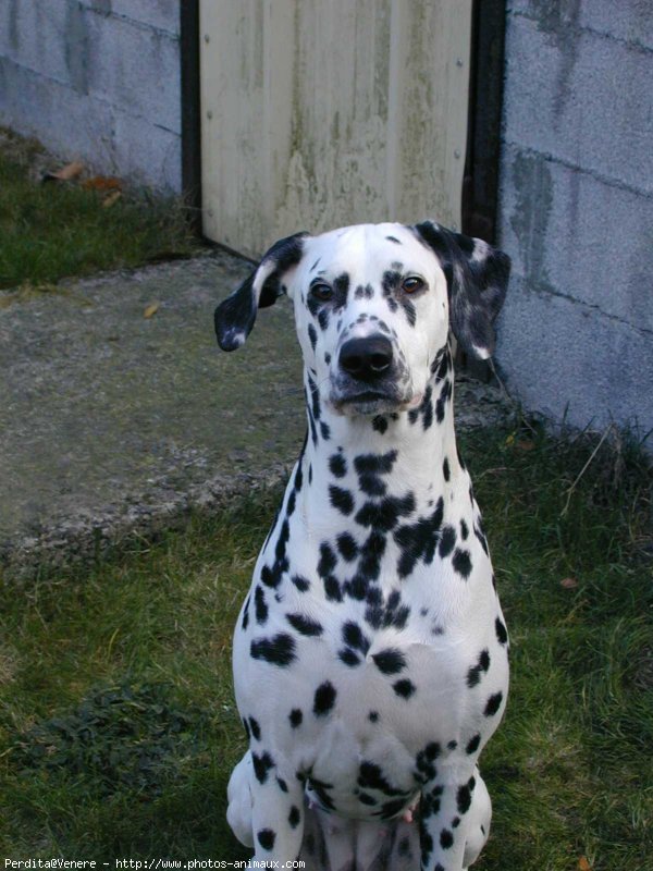 Photo de Dalmatien