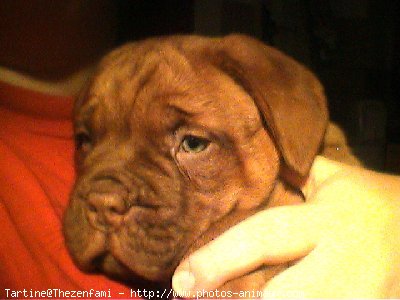 Photo de Dogue de bordeaux