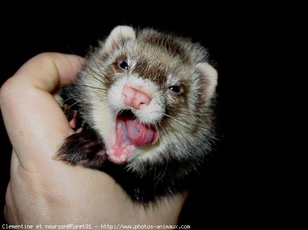 Photo de Furet