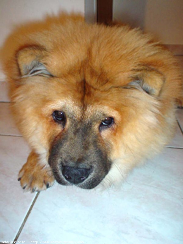 Photo de Chow chow