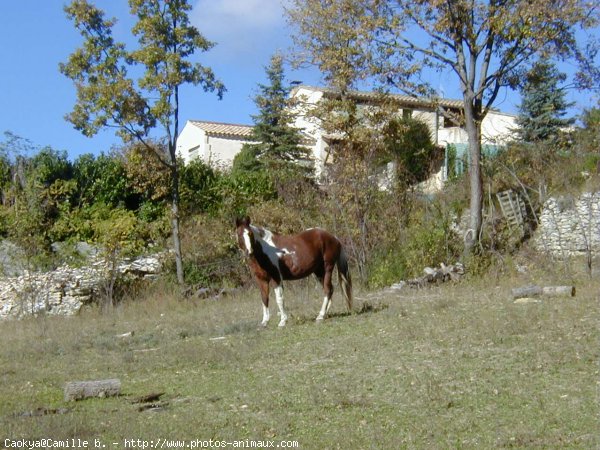 Photo de Paint horse