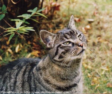 Photo de Chat domestique