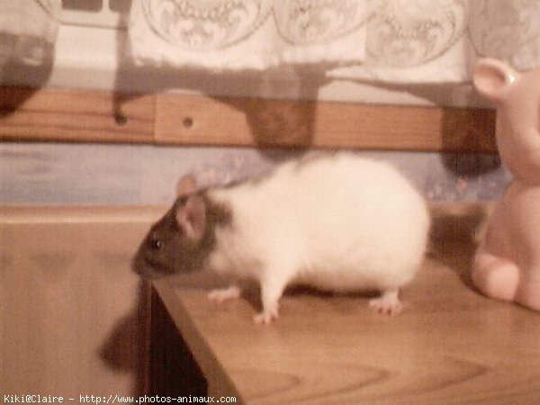 Photo de Rat