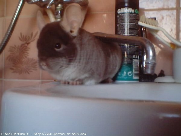 Photo de Chinchilla