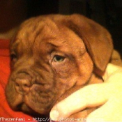 Photo de Dogue de bordeaux