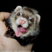 Photo de Furet