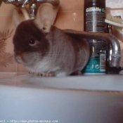 Photo de Chinchilla