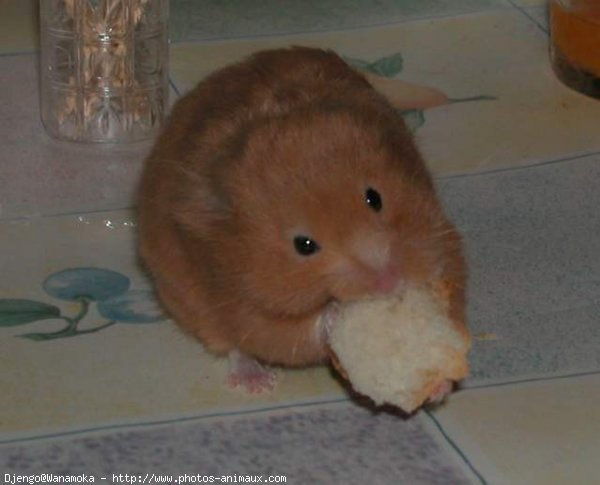 Photo de Hamster