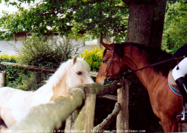 Photo de Races diffrentes