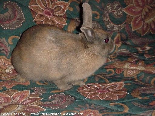 Photo de Lapin