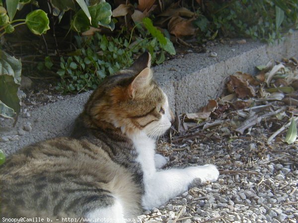 Photo de Chat domestique