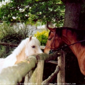 Photo de Races diffrentes