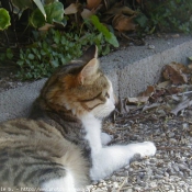 Photo de Chat domestique