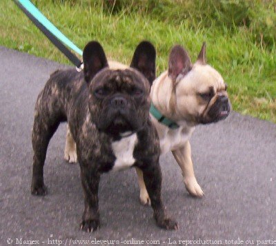 Photo de Bouledogue franais