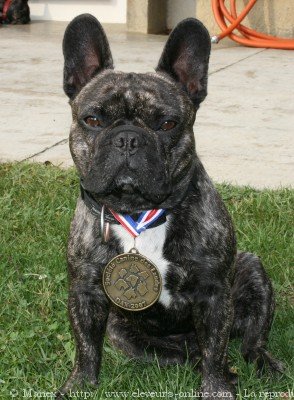 Photo de Bouledogue franais